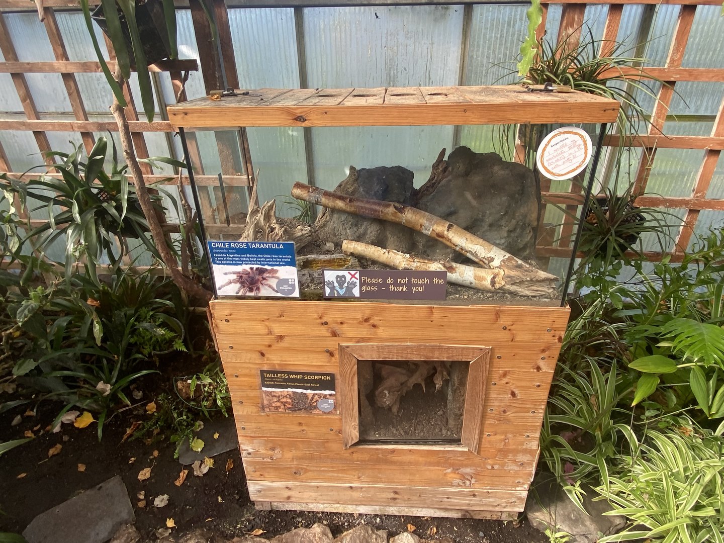 Butterfly Walkthrough - Tailless whip scorpion exhibit 230922