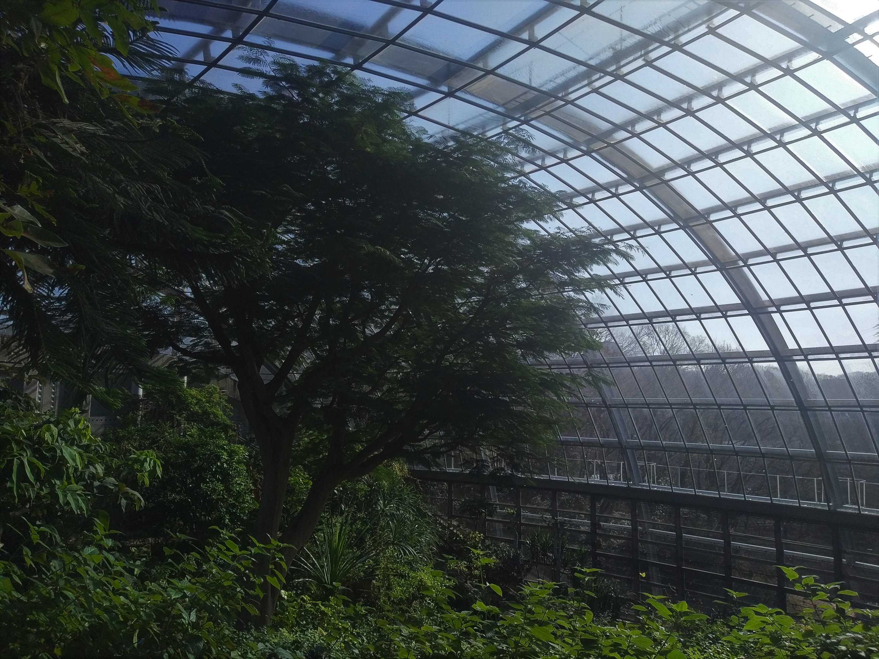 Butterfly Walkthrough