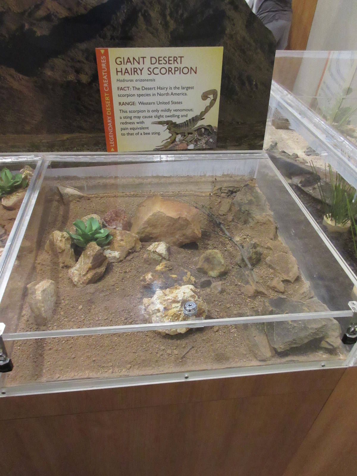 Butterfly Wonderland (Arizona) - Giant Desert Hairy Scorpion Exhibit (large