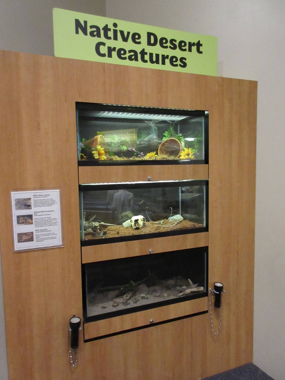 Butterfly Wonderland (Arizona) - Invertebrate Exhibits