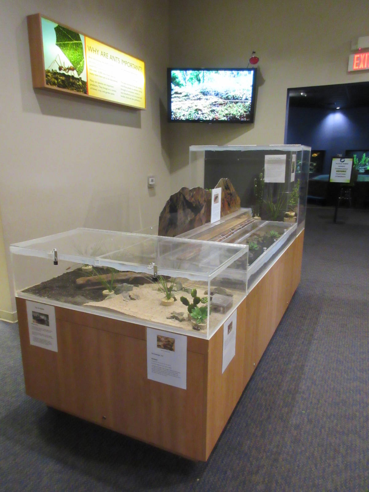Butterfly Wonderland (Arizona) - Invertebrate Exhibits