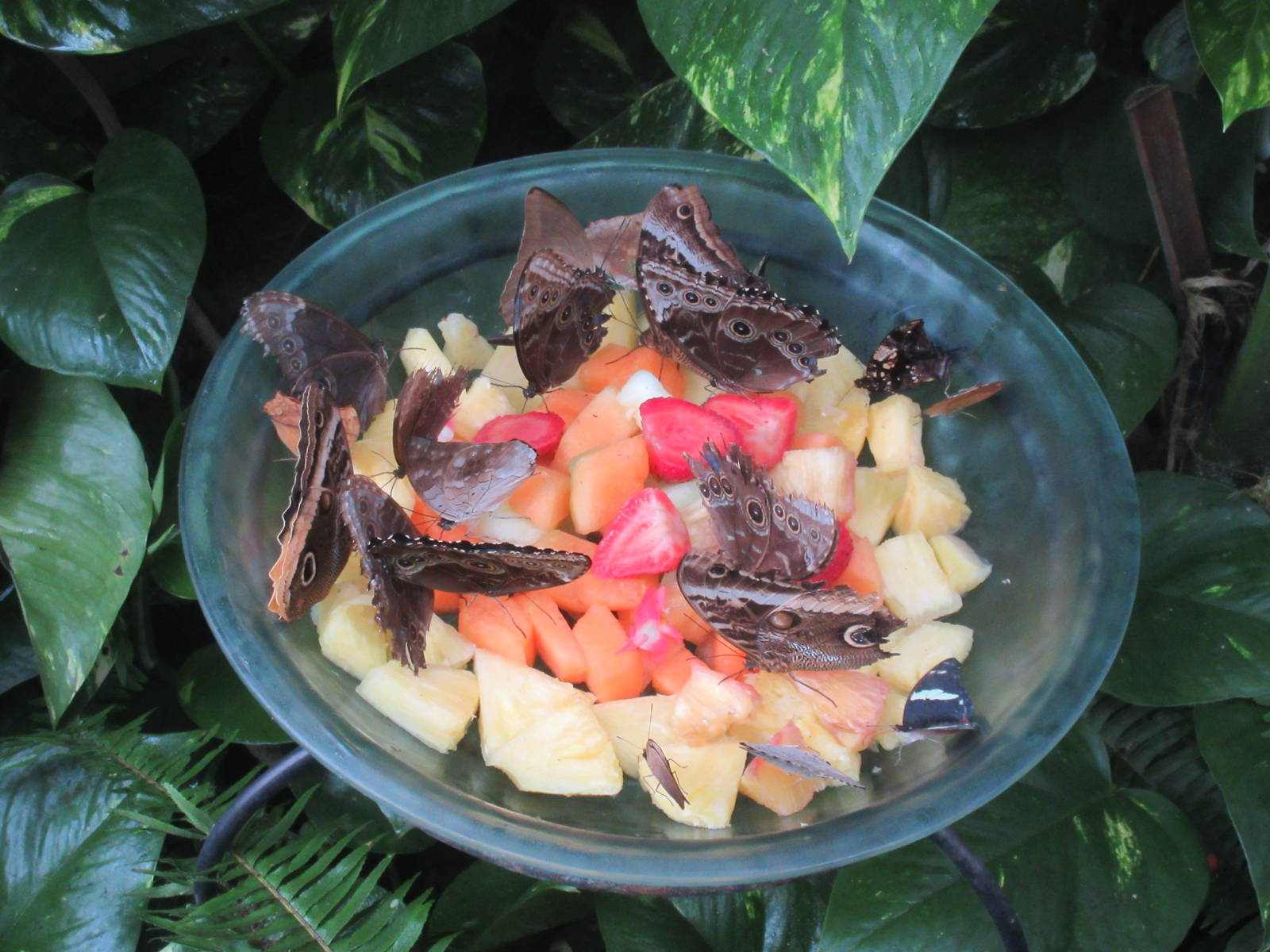 Butterfly Wonderland (Arizona) - Largest Indoor Butterfly Pavilion in the U