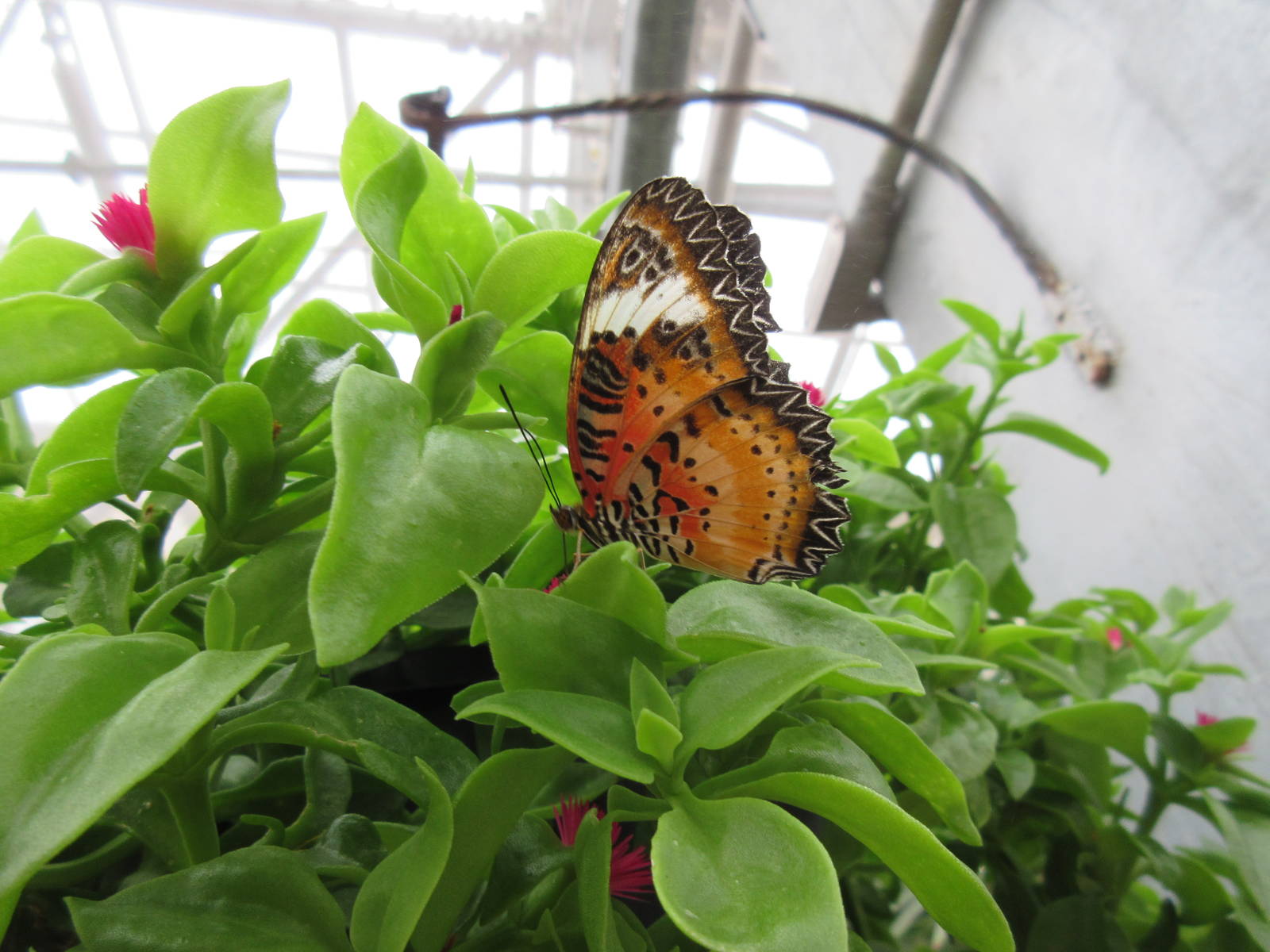 Butterfly Wonderland (Arizona) - Largest Indoor Butterfly Pavilion in the U