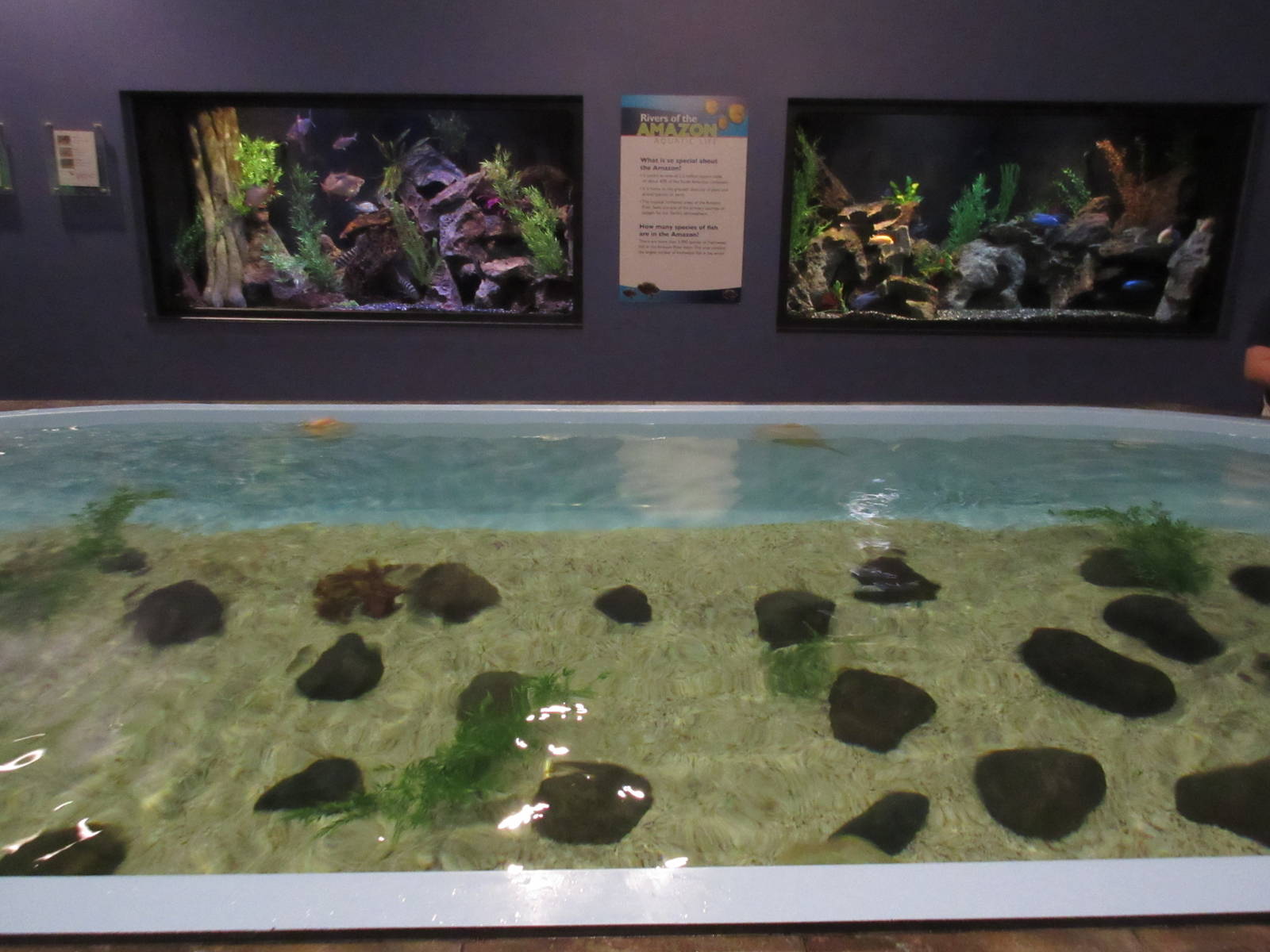 Butterfly Wonderland (Arizona) - Stingray Touch Tank