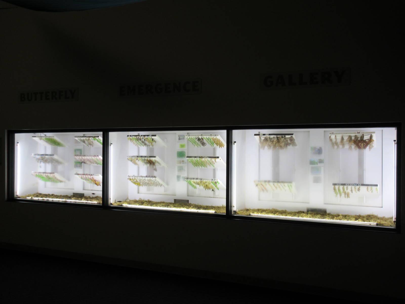 Butterfly Wonderland (Arizona)