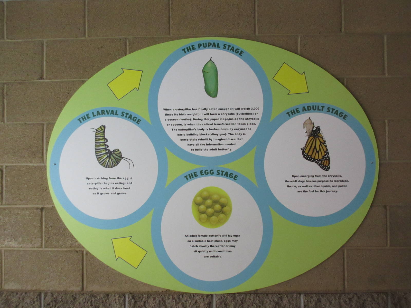 Butterfly Wonderland (Arizona)