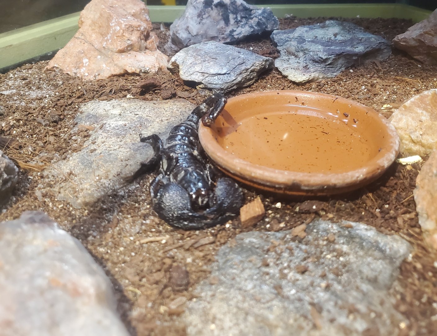 Butterfly World (2022) - Asian Forest Scorpion