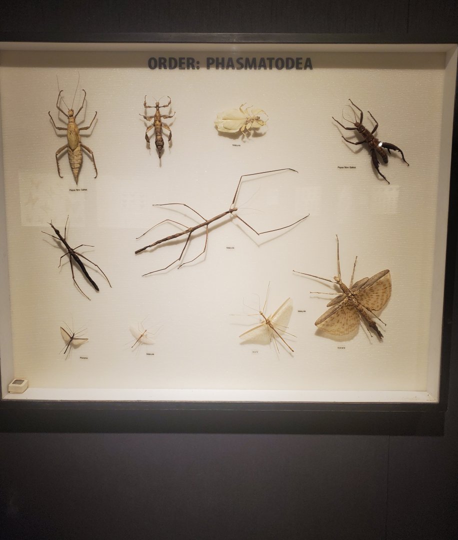 Butterfly World (2022) - Bug Museum & Zoo