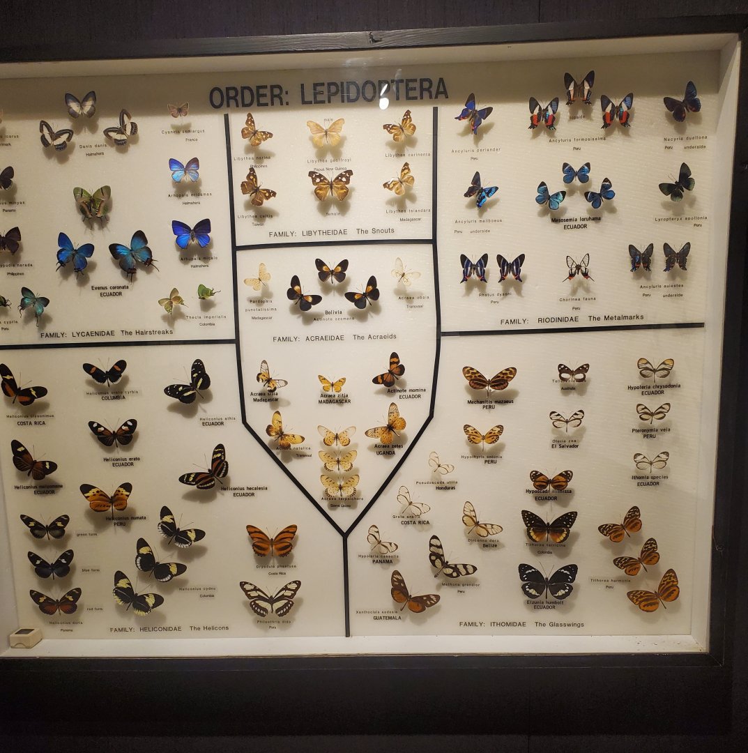 Butterfly World (2022) - Bug Museum & Zoo