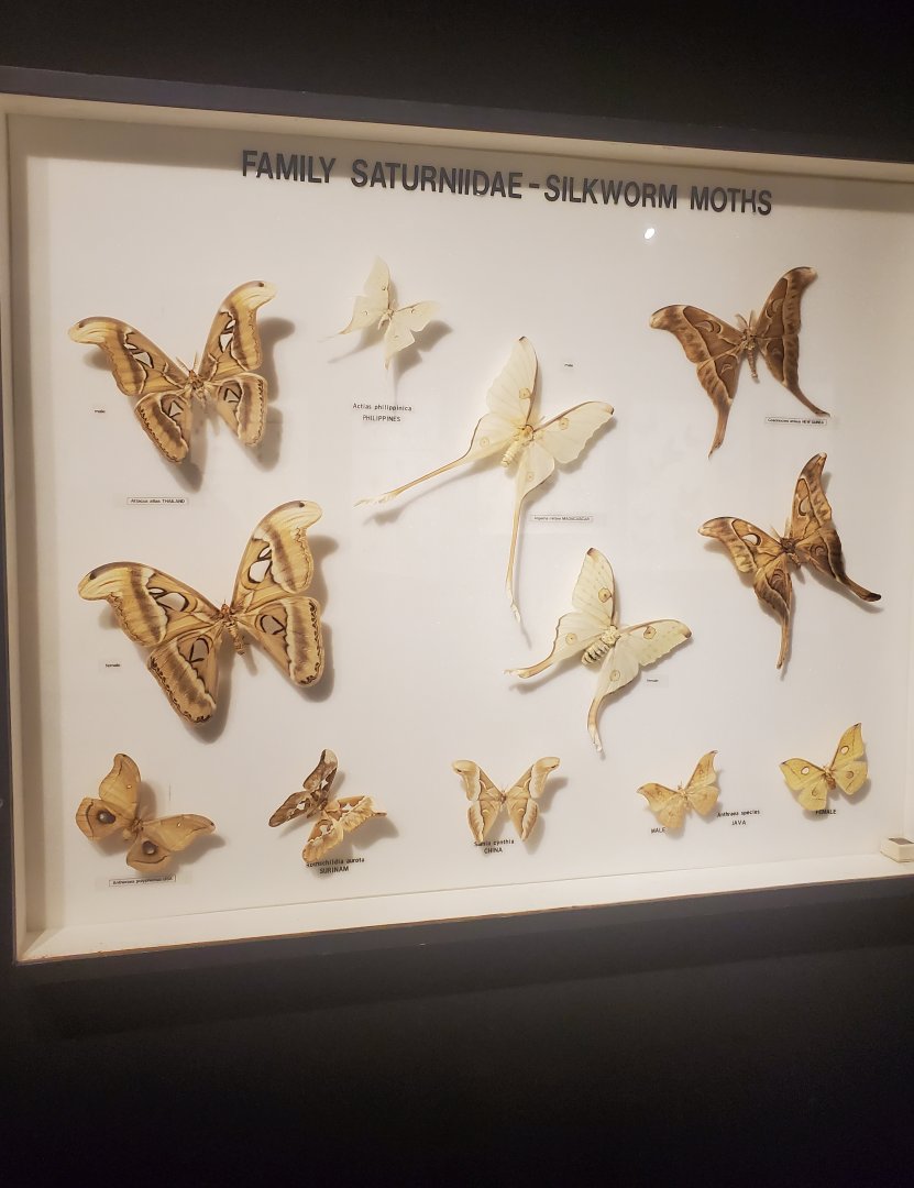Butterfly World (2022) - Bug Museum & Zoo