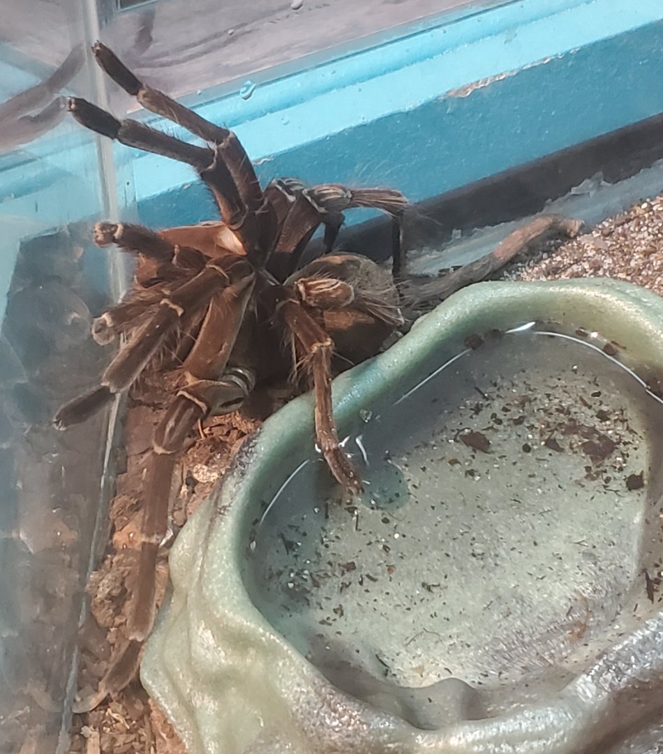 Butterfly World (2022) - Goliath Birdeater