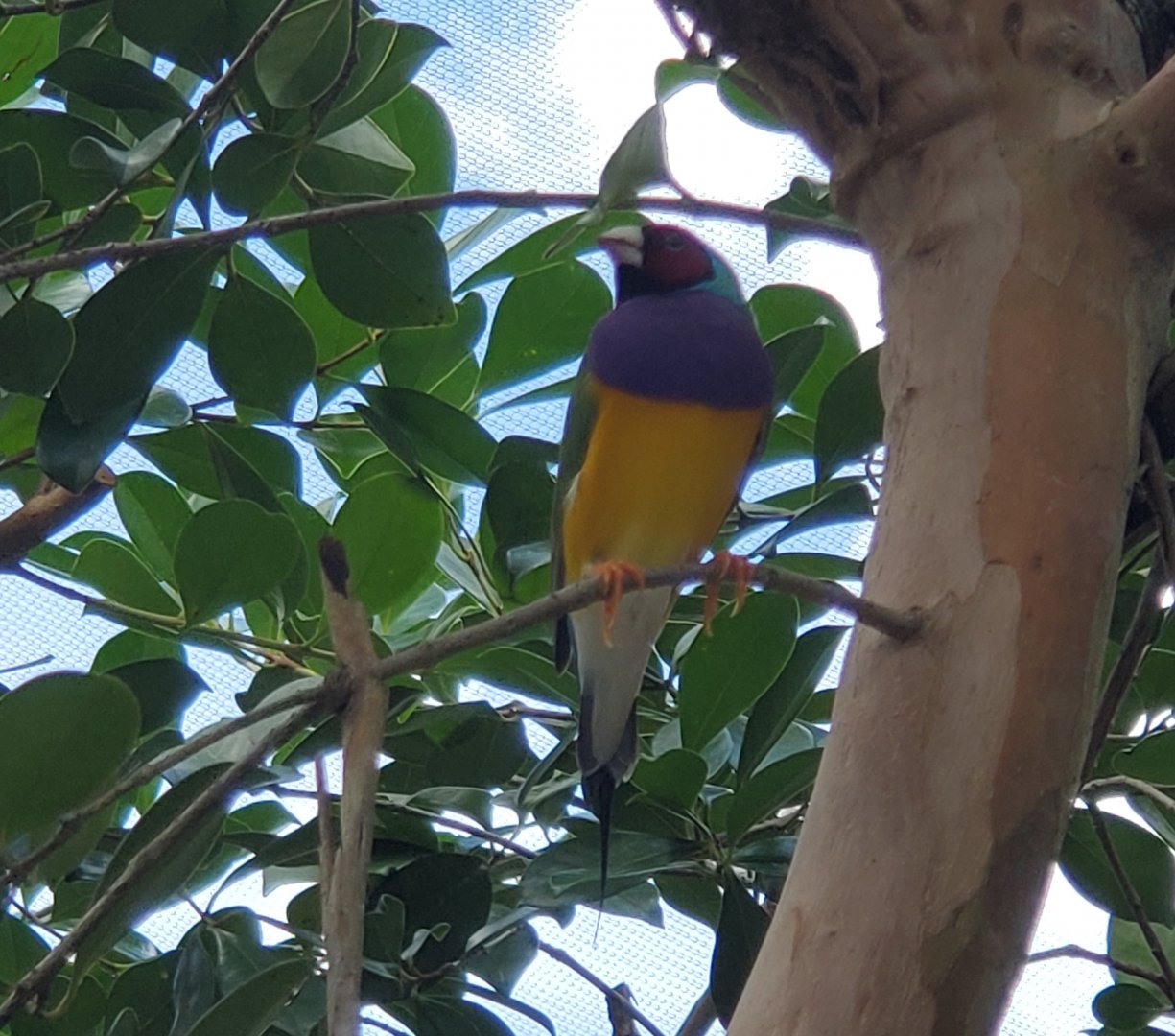 Butterfly World (2022) - Gouldian Finch
