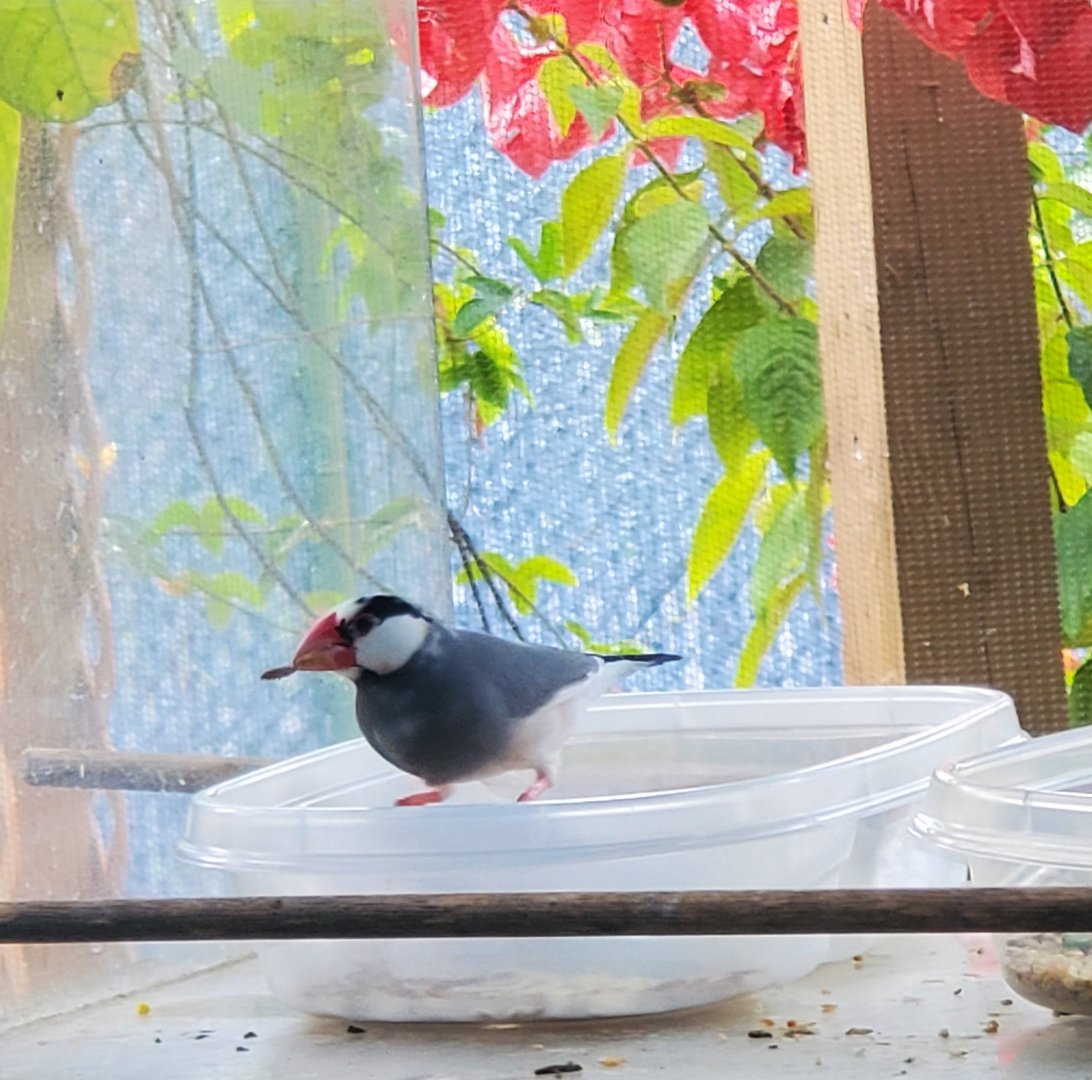 Butterfly World (2022) - Javan Sparrow