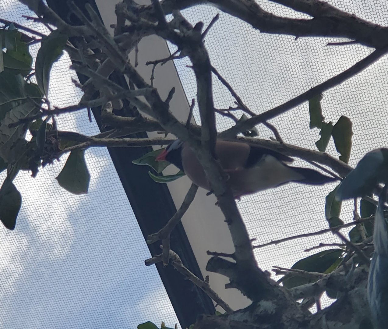 Butterfly World (2022) - Long-tailed Finch