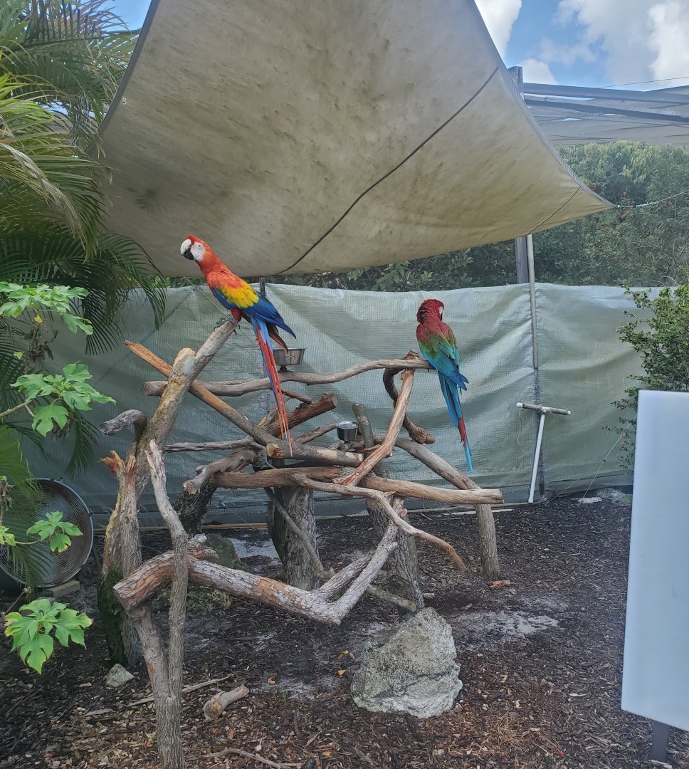 Butterfly World (2022) - Macaws