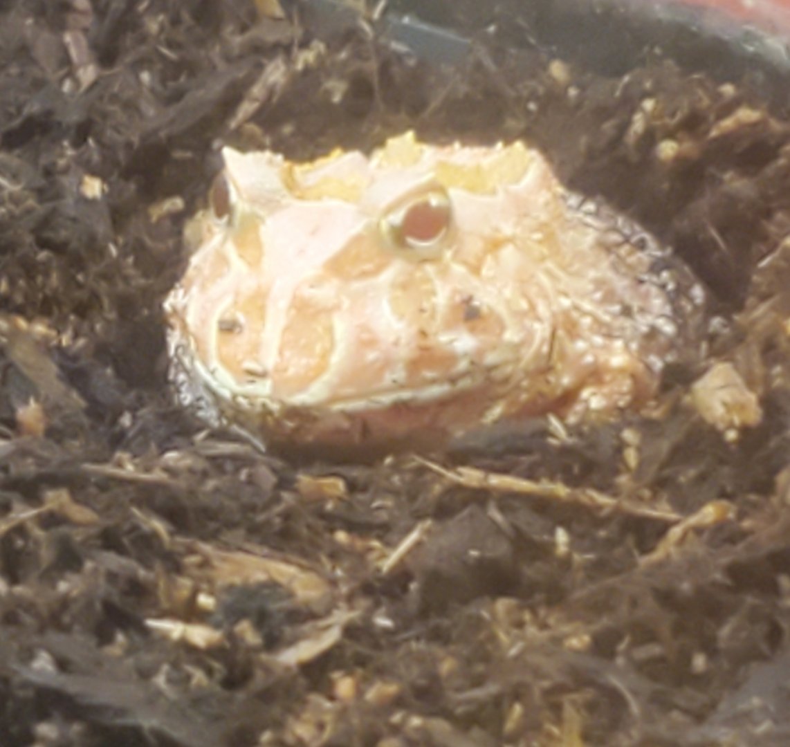 Butterfly World (2022) - Ornate Horned Toad