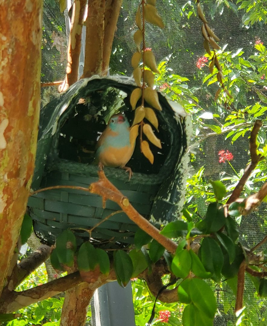 Butterfly World (2022) - Red-cheeked Cordonbleau