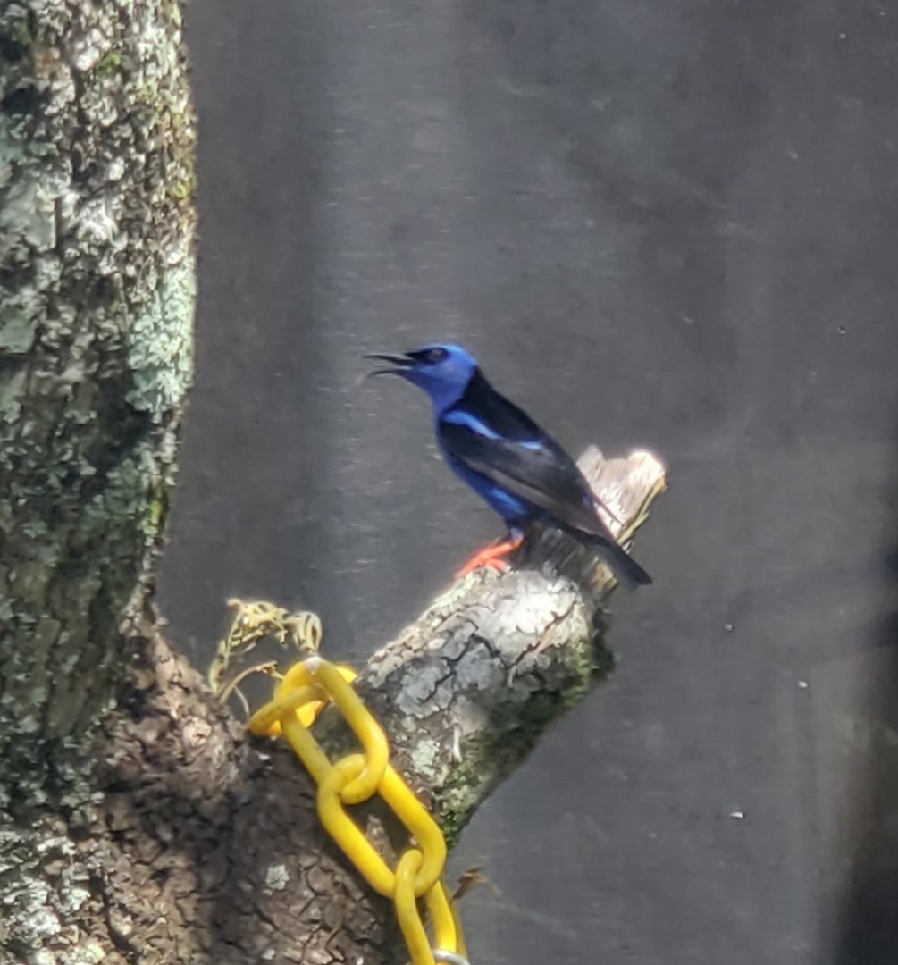 Butterfly World (2022) - Red-legged Honeycreeper