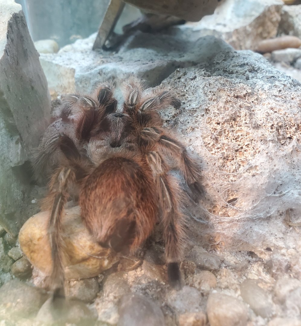Butterfly World (2022) - Rosehair Tarantula