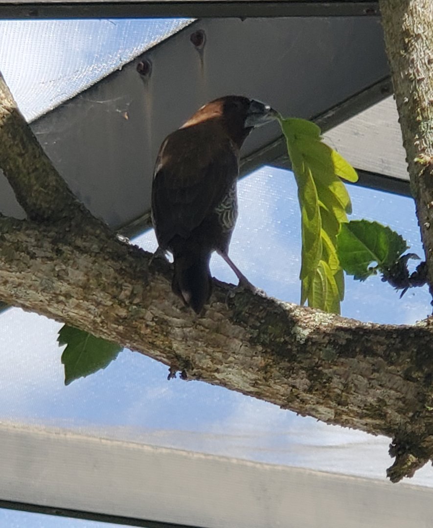 Butterfly World (2022) - Spotted Munia (Spice Finch)
