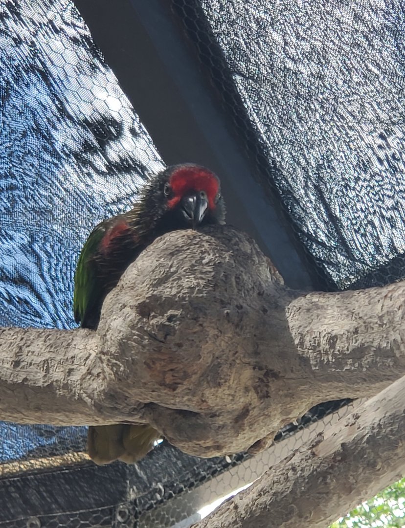 Butterfly World (2022) - Yellow-streaked Lory