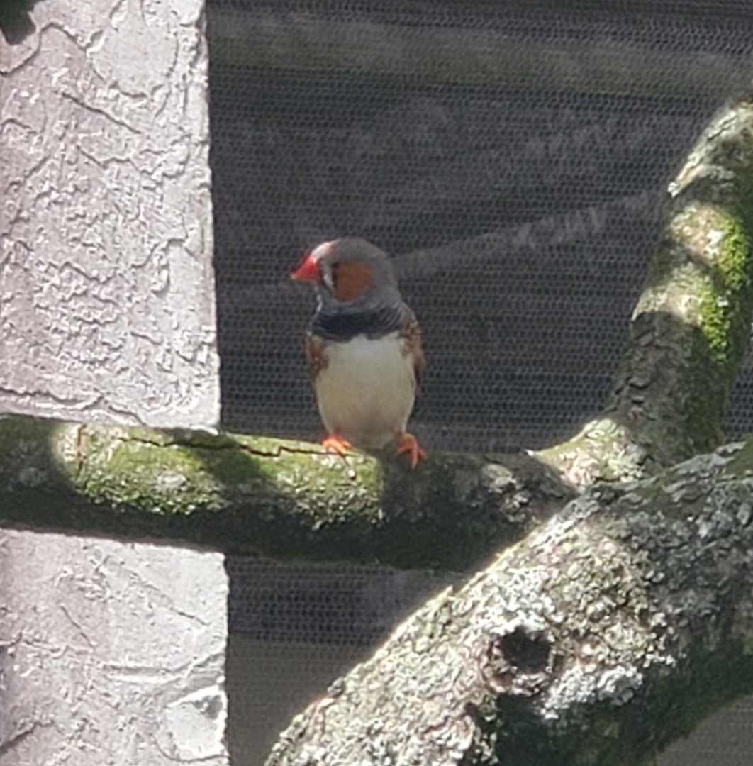 Butterfly World (2022) - Zebra Finch