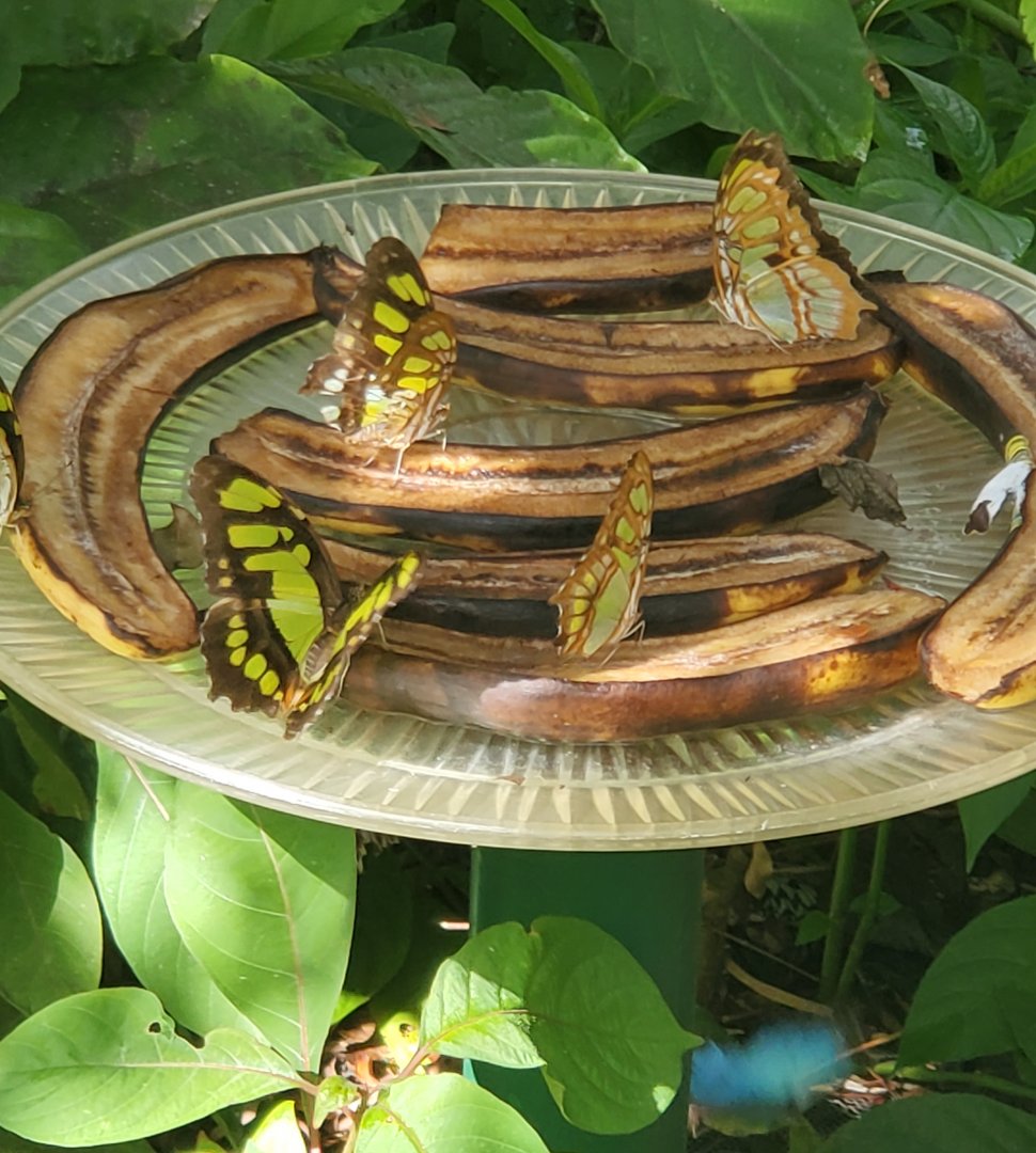 Butterfly World (2022)