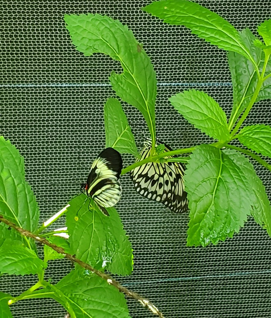 Butterfly World (2022)