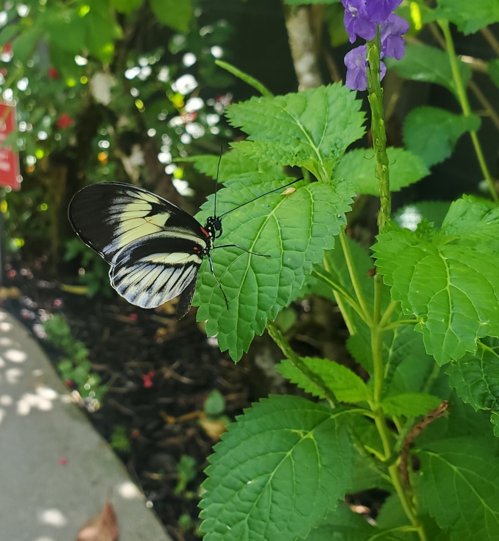 Butterfly World (2022)