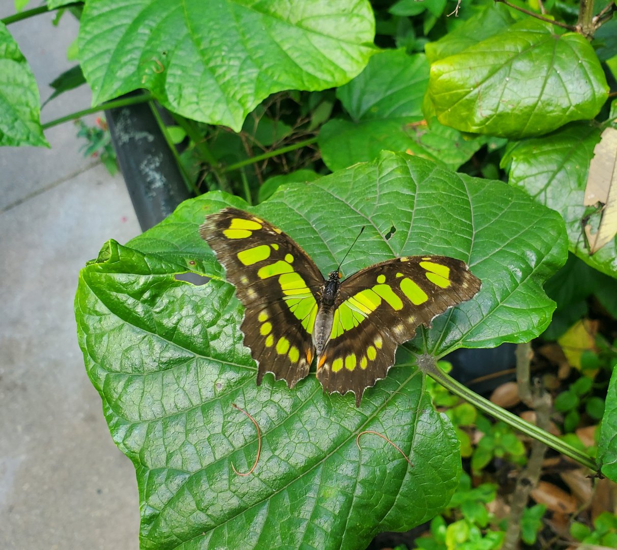 Butterfly World (2022)