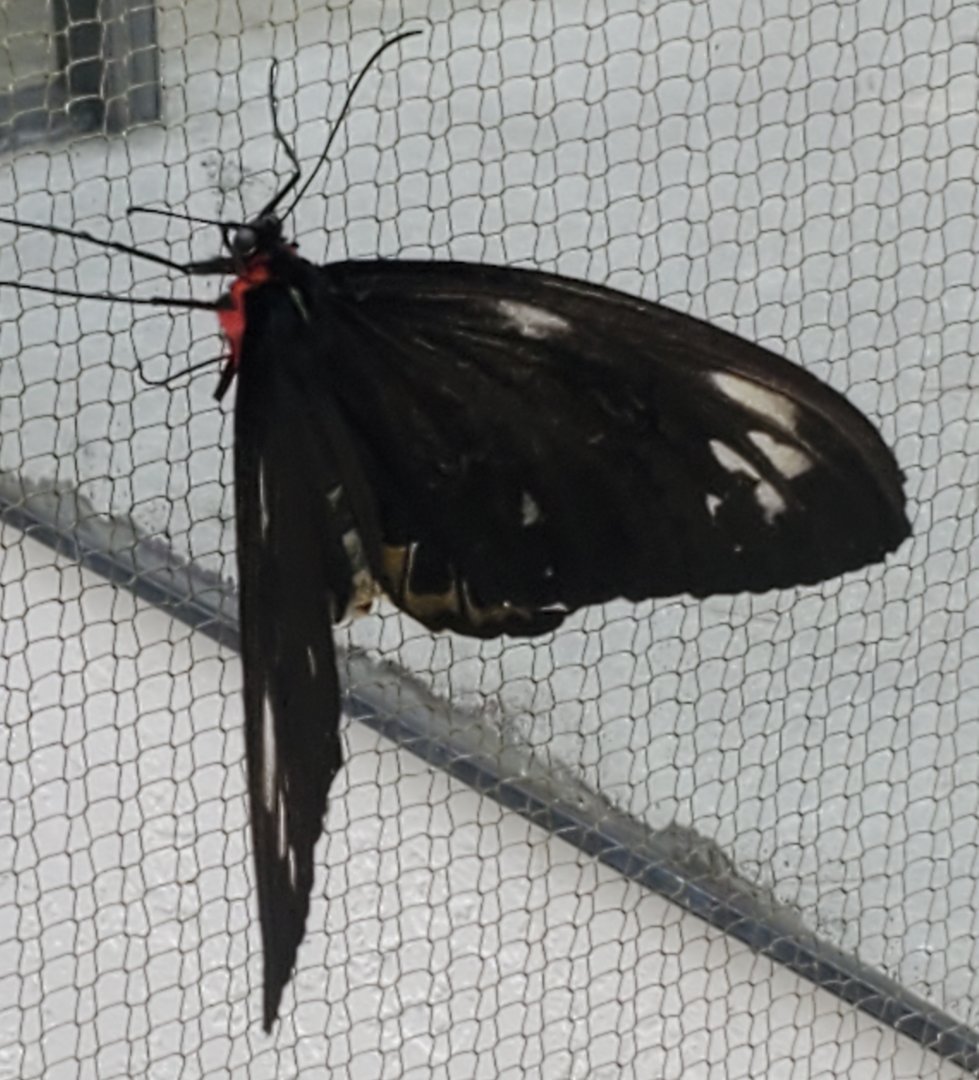 Butterfly World (2022)