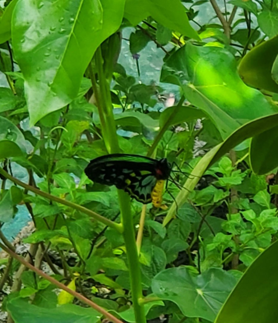 Butterfly World (2022)