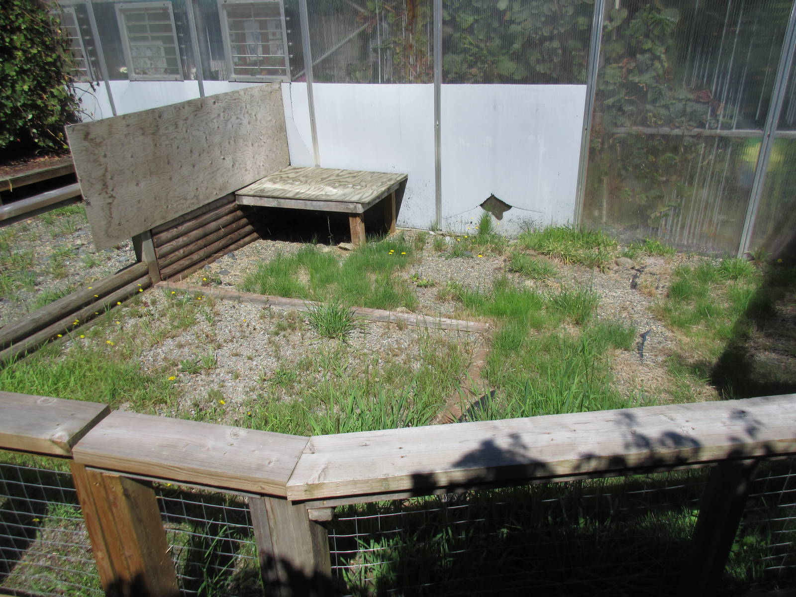 Butterfly World - African Spurred Tortoise Outdoor Exhibit
