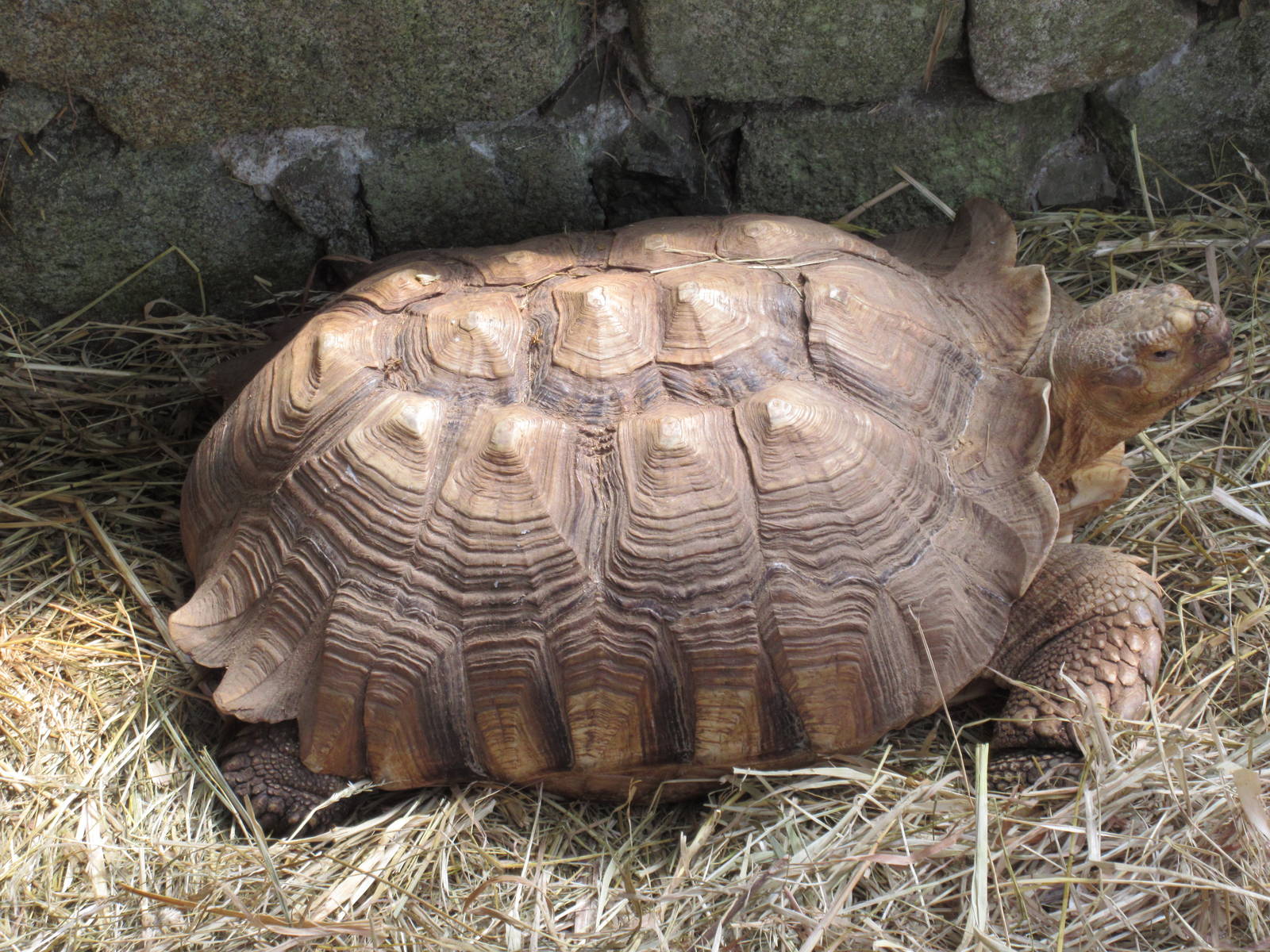 Butterfly World - African Spurred Tortoise