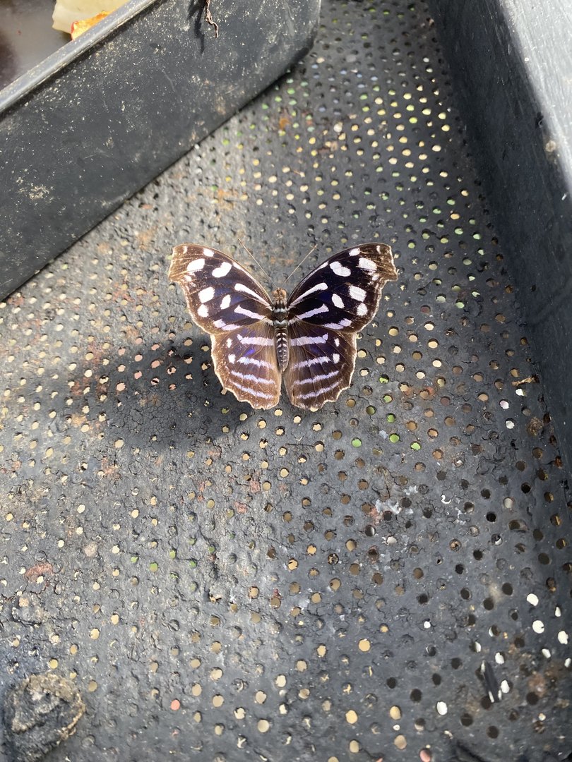 Butterfly World IOW 140923