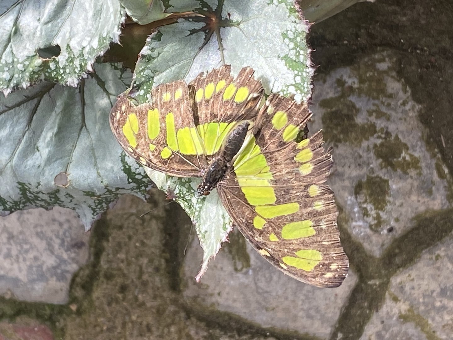 Butterfly World IOW 140923
