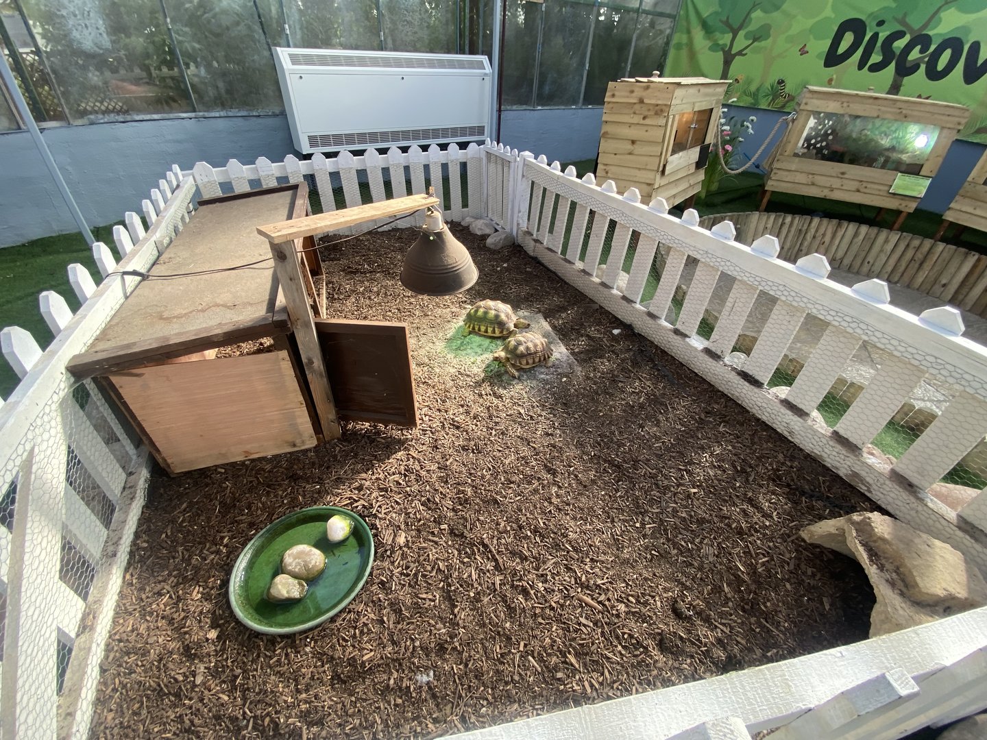 Butterfly World IOW - African spurred tortoises 140923