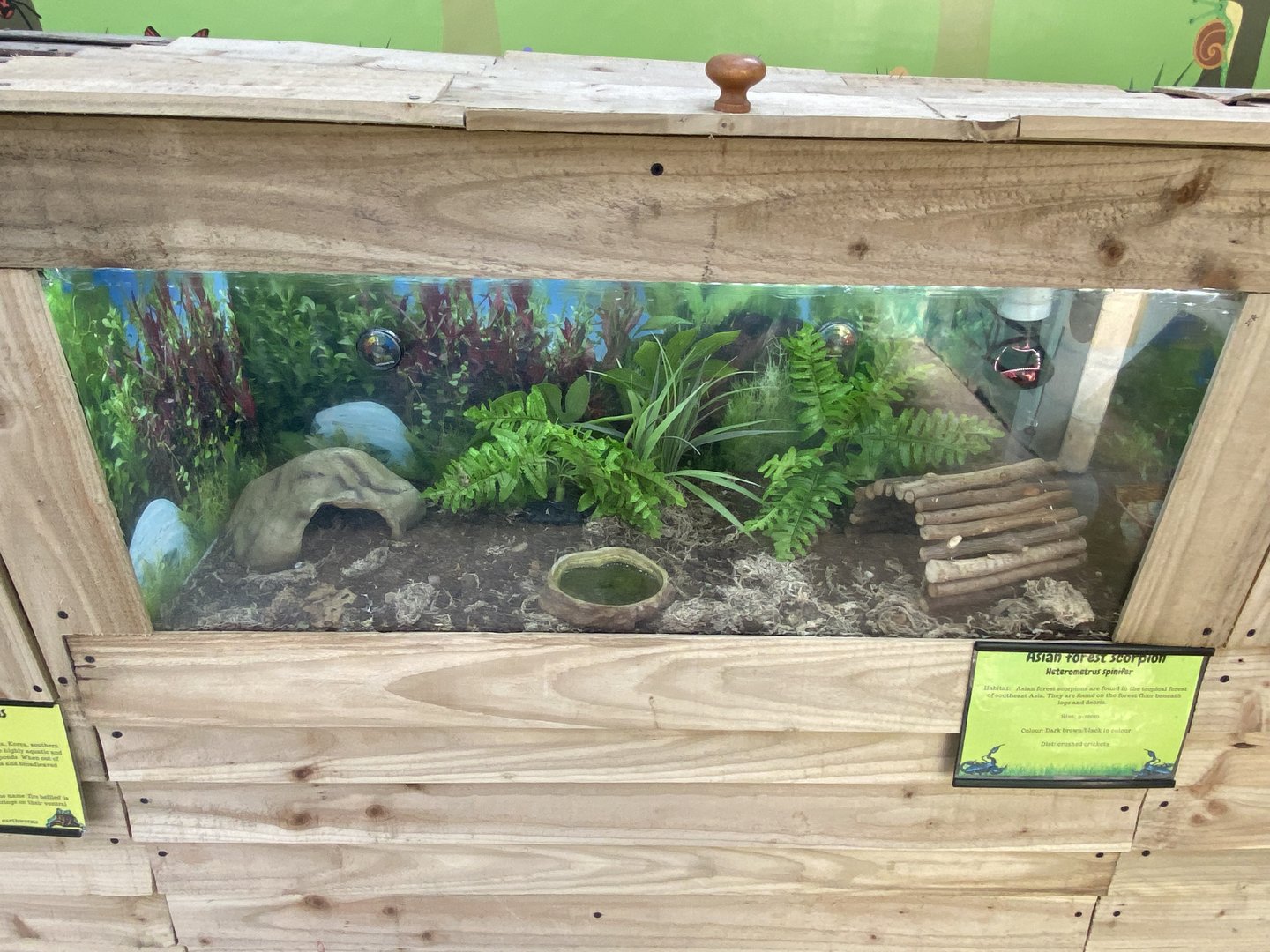 Butterfly World IOW - Asian forest scorpion 140923