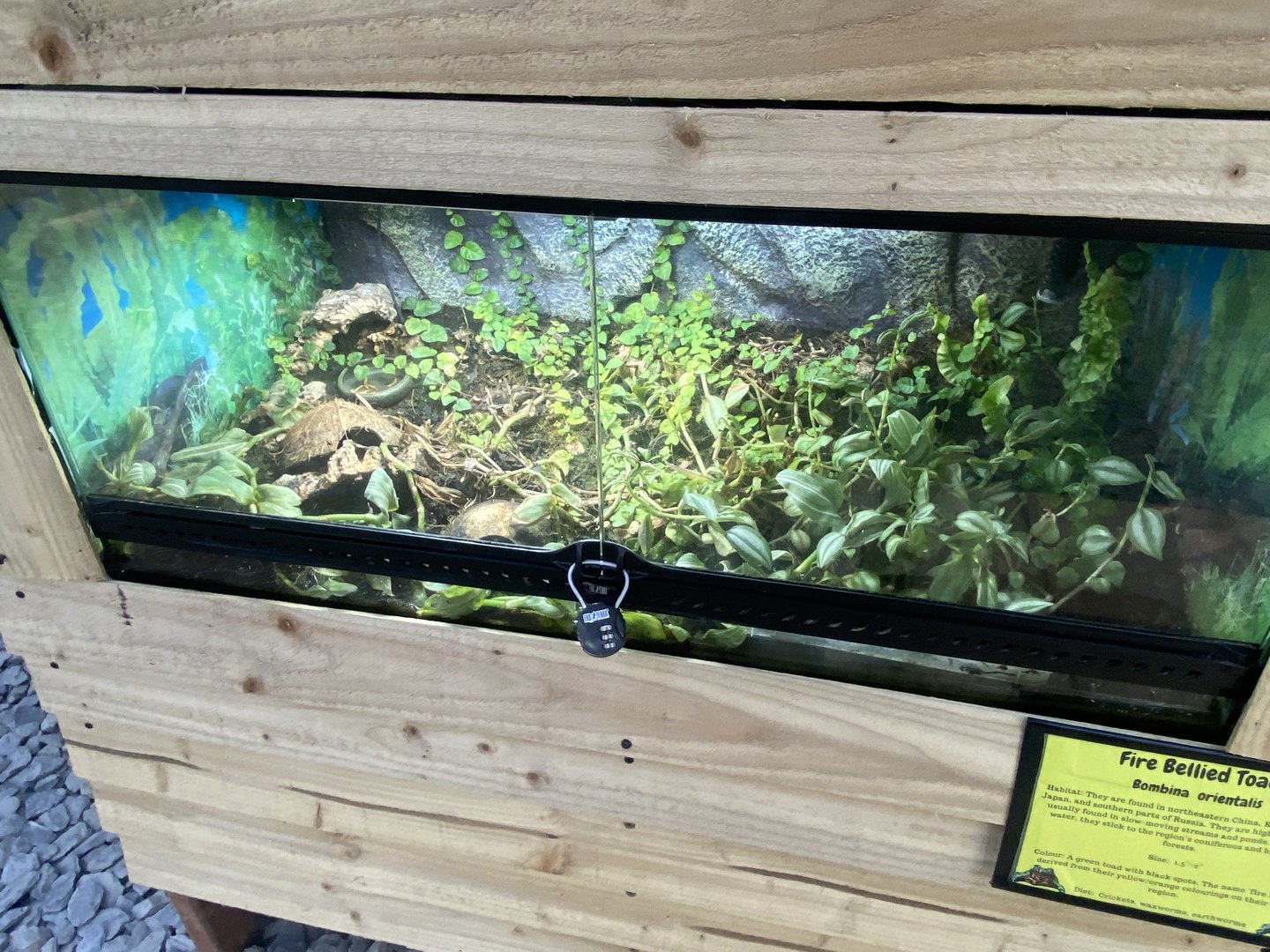 Butterfly World IOW - Fire-bellied toads 140923