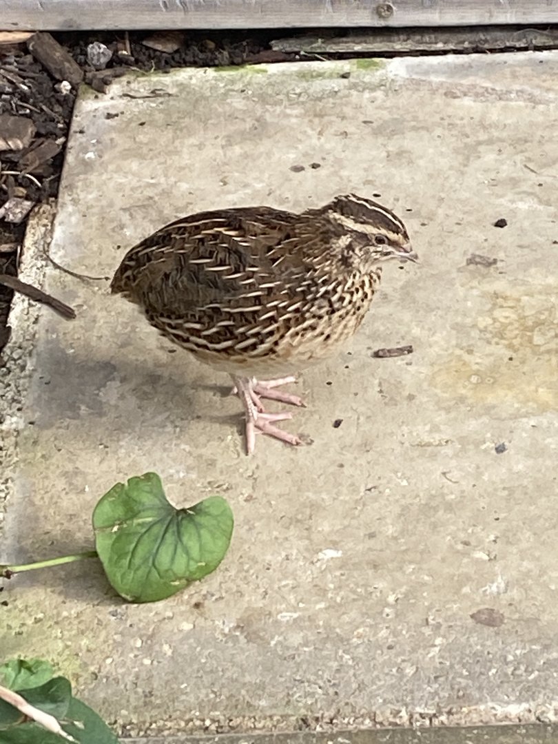 Butterfly World IOW - Quail 140923