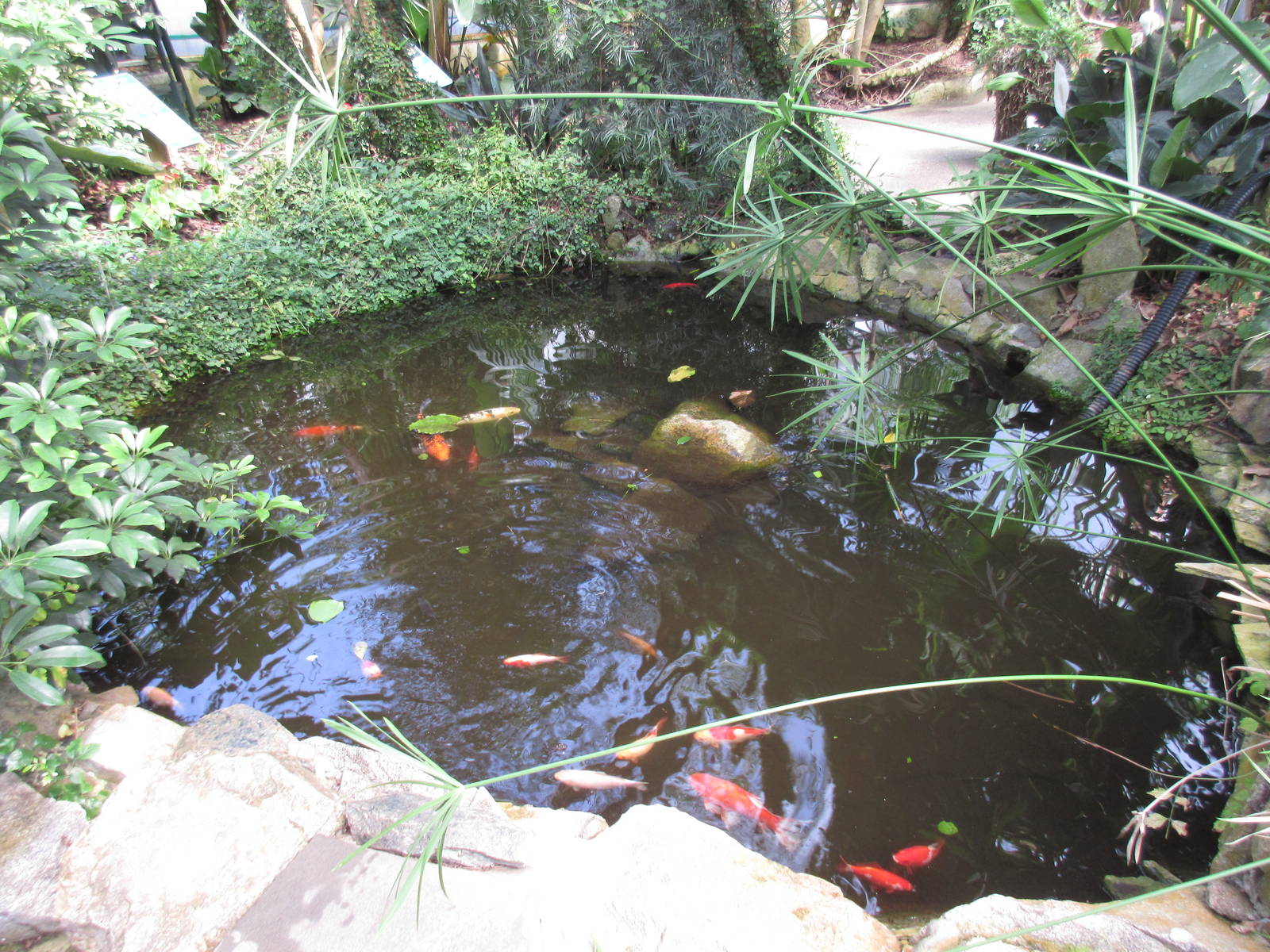 Butterfly World - Koi Pond