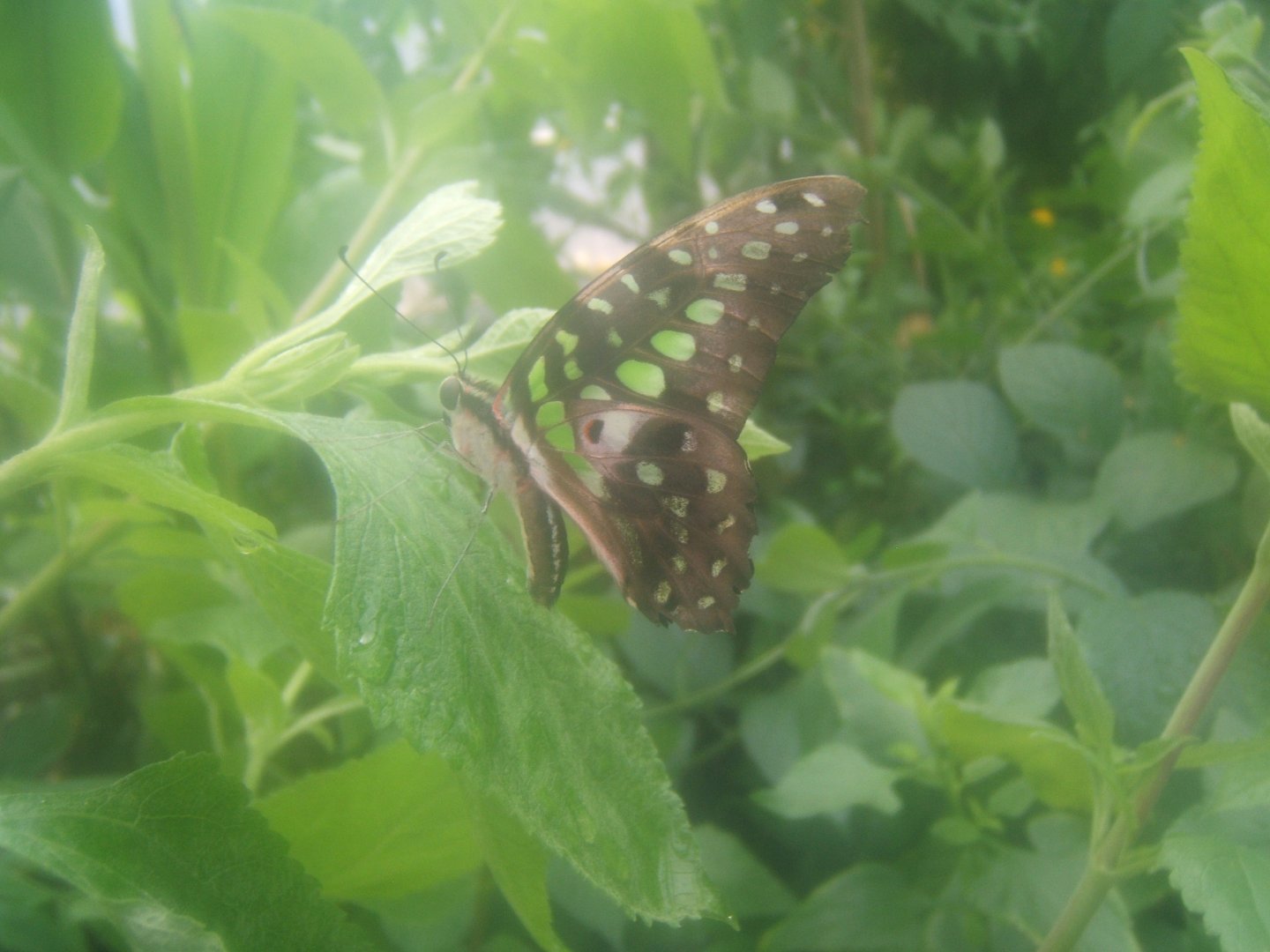 Butterfly World Stockton 27/4/2017