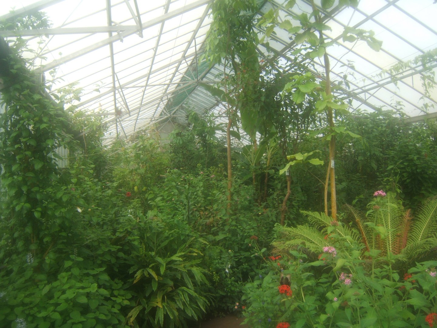 Butterfly World Stockton 27/4/2017