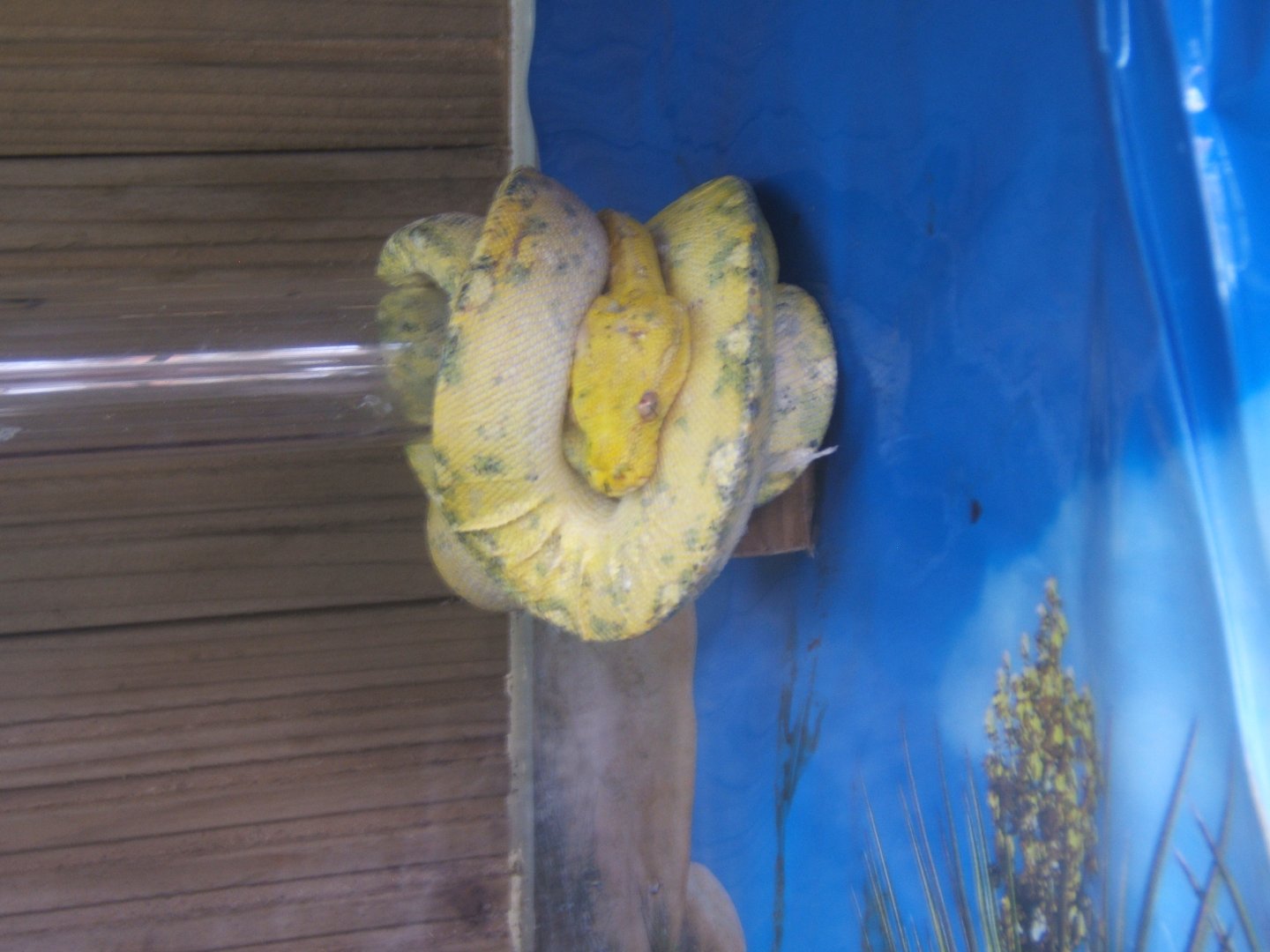 Butterfly World Stockton 27/4/2017