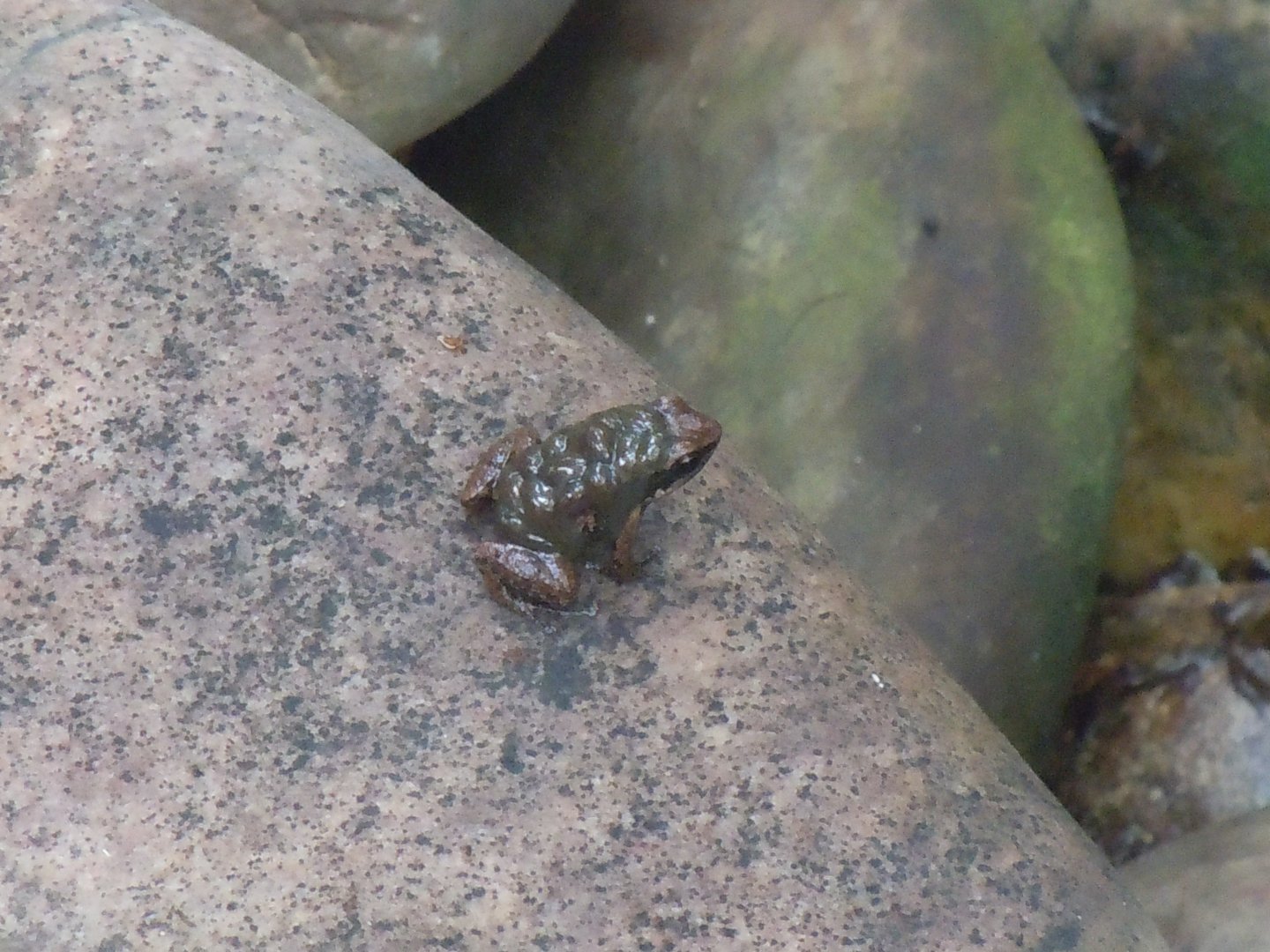 Butterfly World - Trinidad poison frog 110920