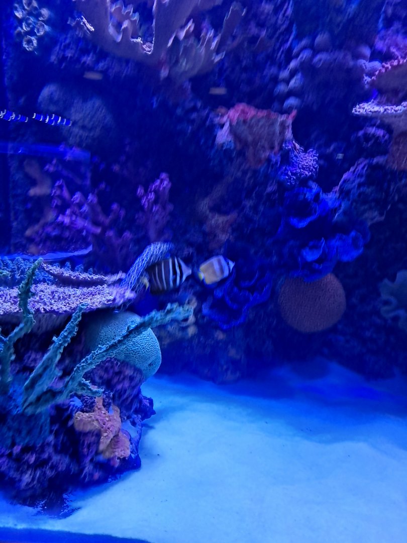 Butterflyfish ID? (4/19/25)