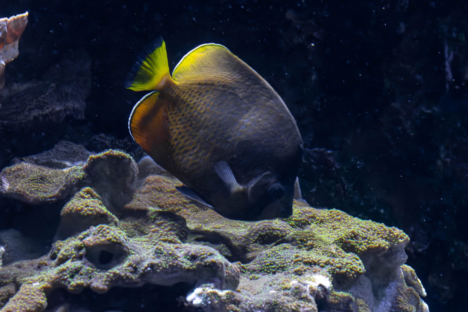 Butterflyfish ID - Aquarium Hagenbeck Hamburg