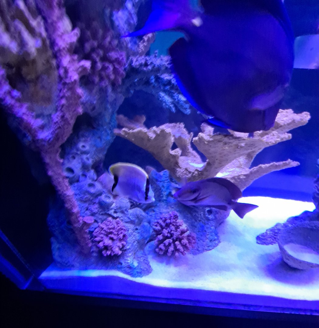 Butterflyfish ID + Atlantic Blue Tang? (4/19/25)