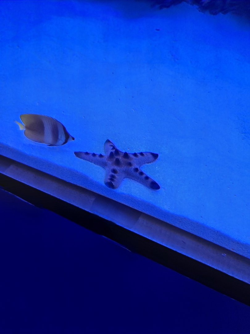 Butterflyfish ID? + Chocolate Chip Sea Star (4/19/25)