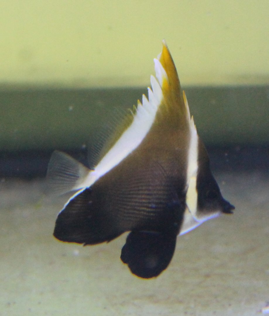 Butterflyfish ID